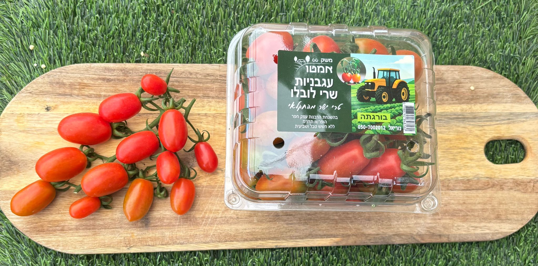 עגבניות שרי ממשק 66