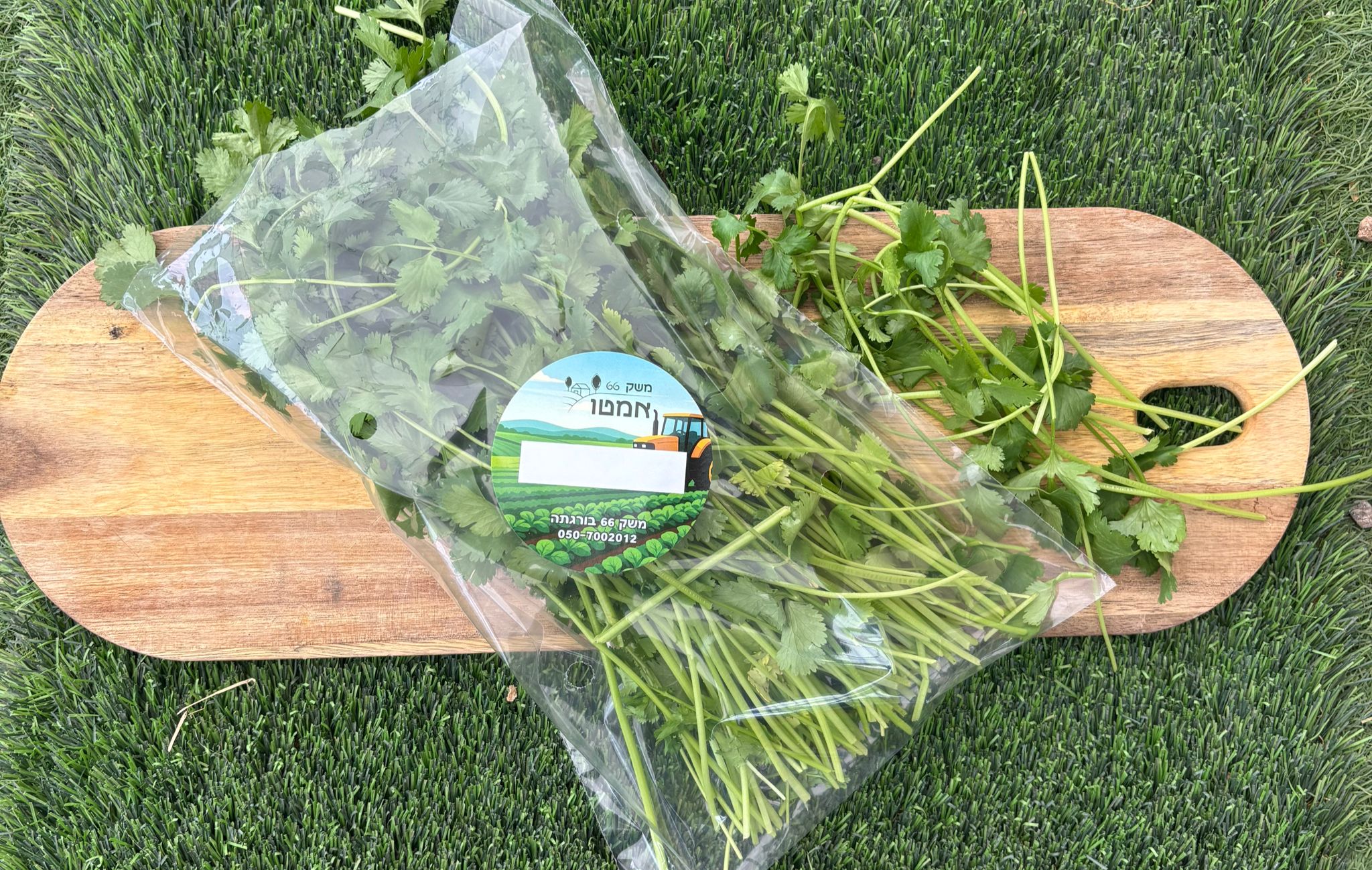 כוסברה טרייה