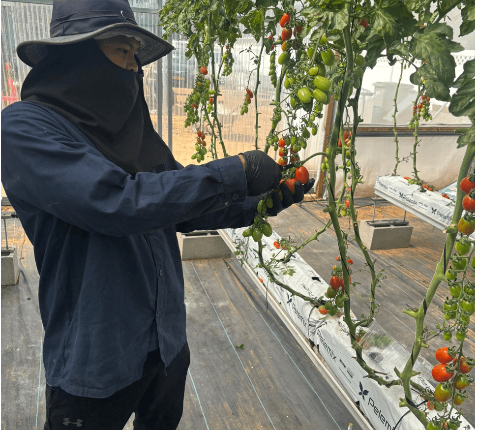 חקלאי ממושב בורגתה