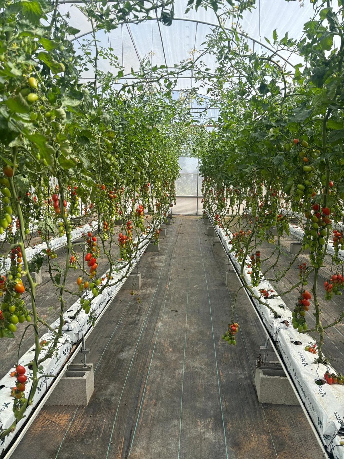 קטיף בוקר טרי