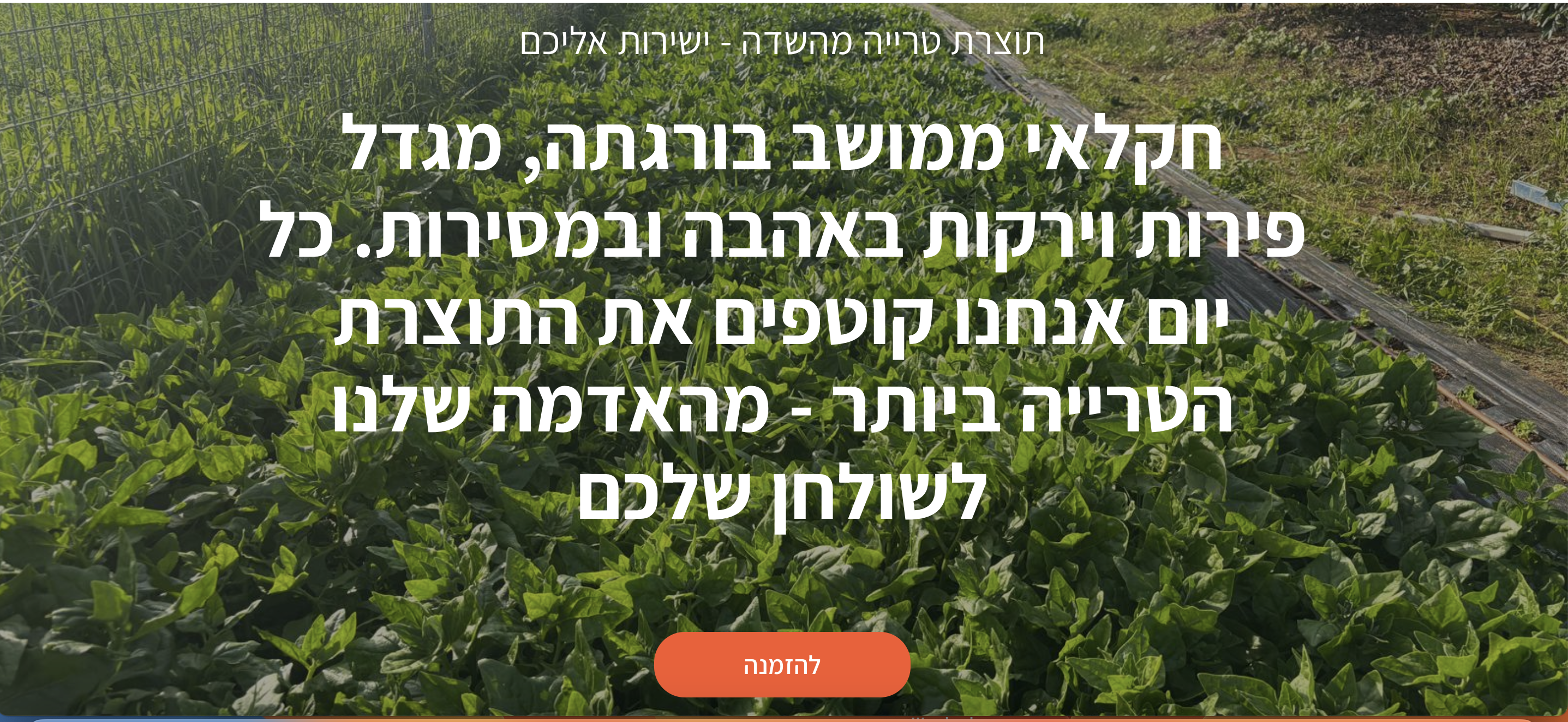 שדות משק 66 בבורגתה